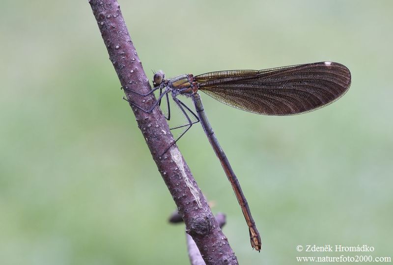 Motýlice obecná, Calopteryx virgo (Vážky, Odonata)